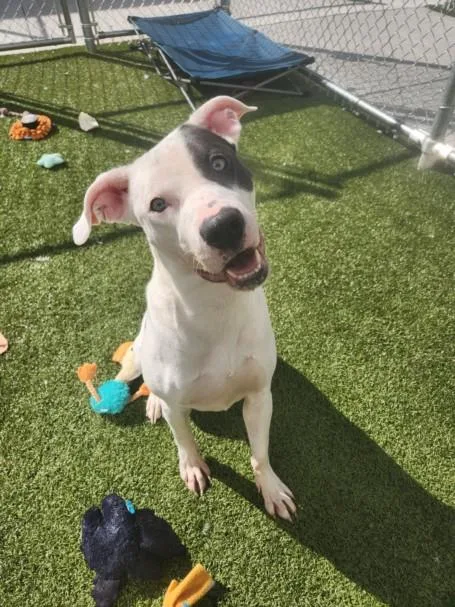 A young large-sized female Pit Bull Terrier dog named Beady for adoption in Toledo, OH