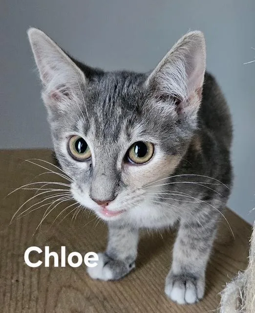 A baby medium-sized female Domestic Short Hair cat named Chloe for adoption in Zimmerman, MN