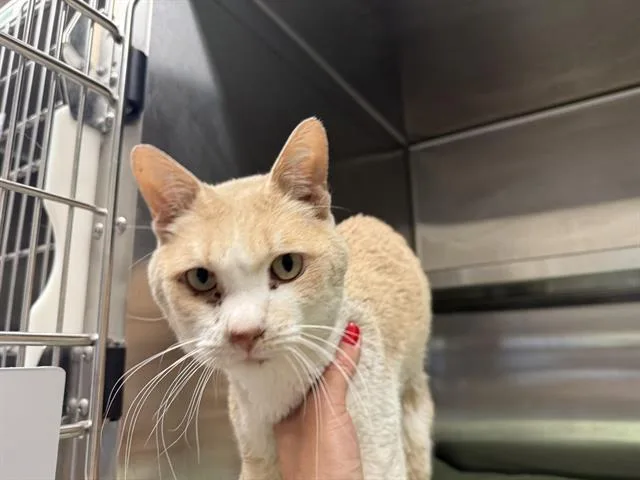 An adult medium-sized male Domestic Short Hair cat named Sir Lars Ulrich for adoption in Auburn, CA
