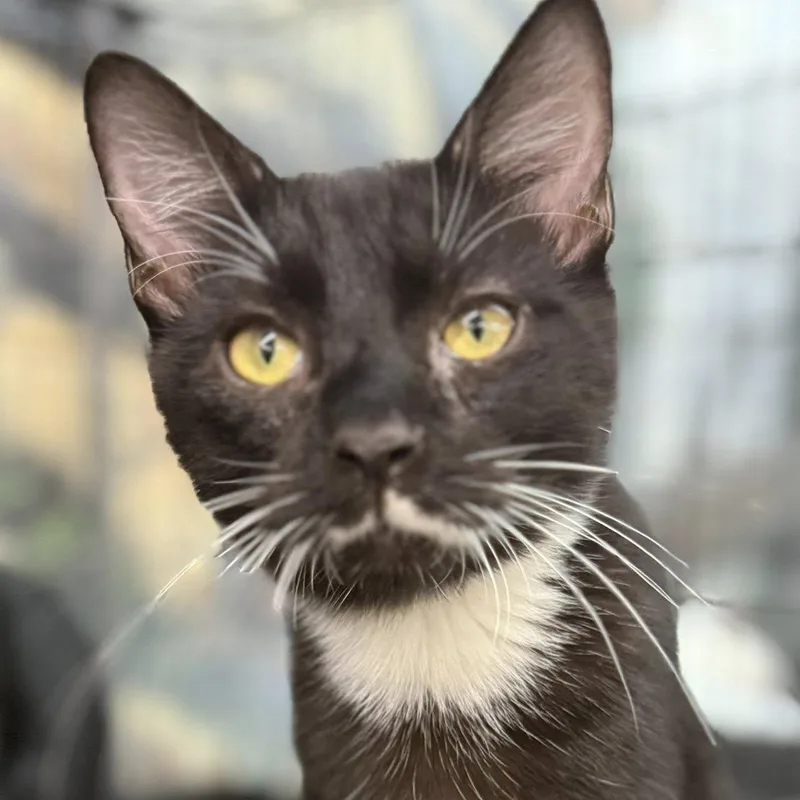 A baby medium-sized male Black & White / Tuxedo Domestic Short Hair cat named Cam for adoption in Jackson, GA