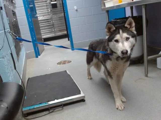 An adult medium-sized female Siberian Husky dog named Saturn for adoption in Albuquerque, NM