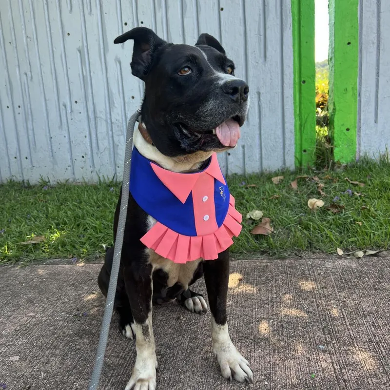 Fiorella thumbnail 5