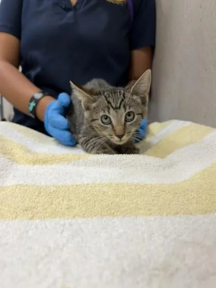A baby small-sized female Domestic Short Hair cat named Princess for adoption in Honolulu, HI