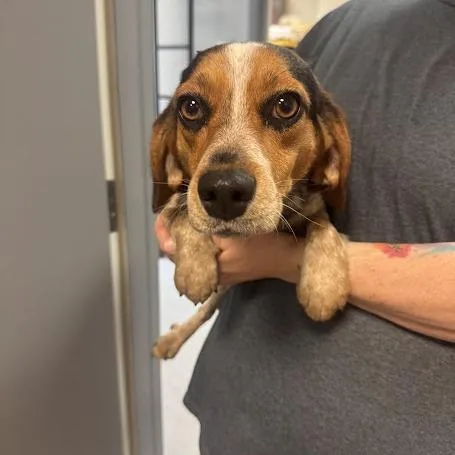 An adult small-sized female Black Beagle dog named Lili for adoption in Elizabeth City, NC