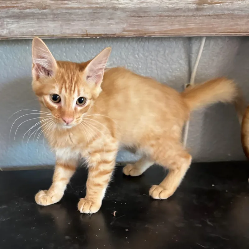 A baby large-sized male Domestic Medium Hair cat named Leal for adoption in San Jacinto, CA