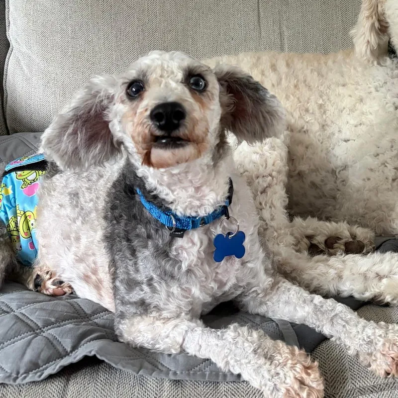An adult small-sized male White / Cream Miniature Poodle dog named Sam for adoption in Sinking Spring, PA