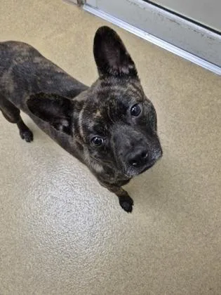 An adult small-sized male Mixed Breed dog named Chaco for adoption in North Miami Beach, FL
