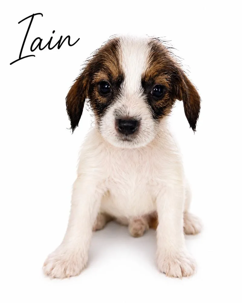 Iain thumbnail 2