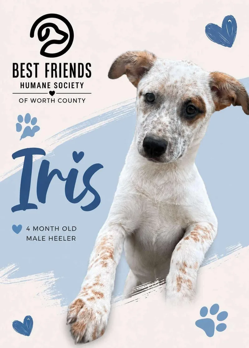 Iris thumbnail 3