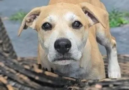 A baby large-sized male Golden Yellow Labrador Retriever dog named Clyde for adoption in Conroe, TX