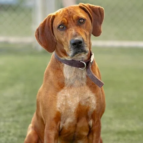 A young large-sized male Redbone Coonhound dog named Ross for adoption in Camarillo, CA