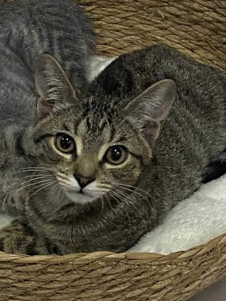 A baby small-sized male Domestic Short Hair cat named Jax for adoption in Dallas, TX