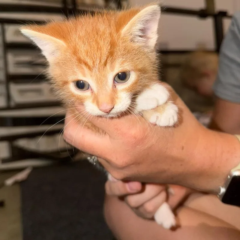 A baby small-sized male Orange / Red Domestic Short Hair cat named Pretzels Gleske for adoption in Woodstock, VA
