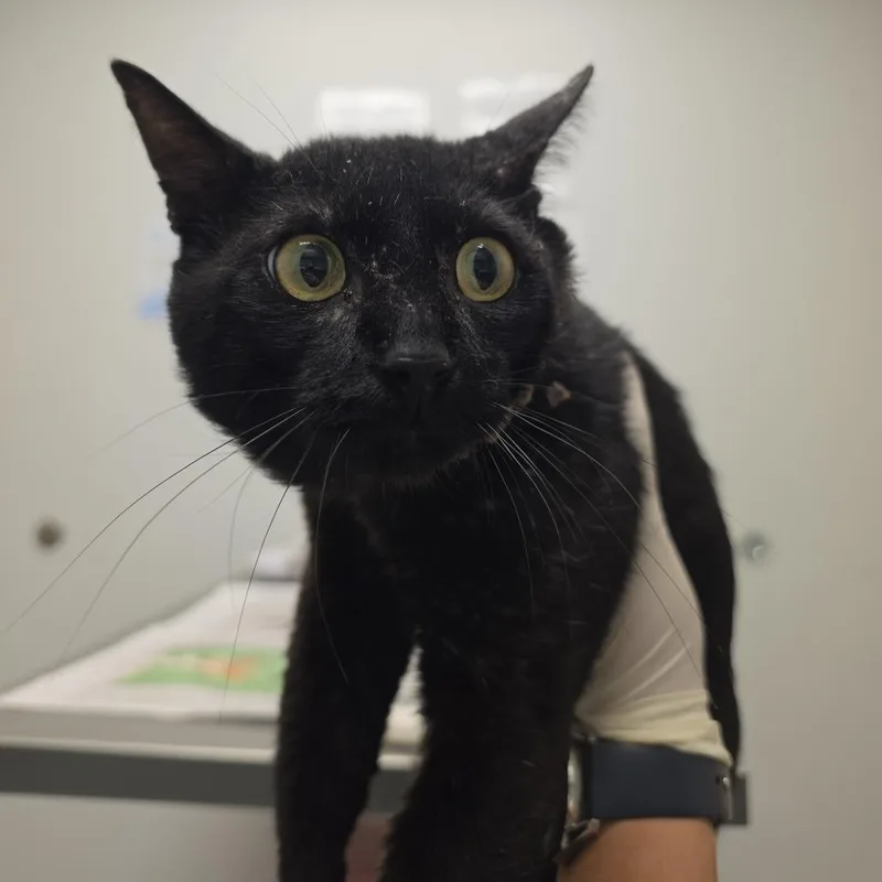 An adult medium-sized male Black Domestic Short Hair cat named Freddy Fazbear for adoption in Jacksonville, FL