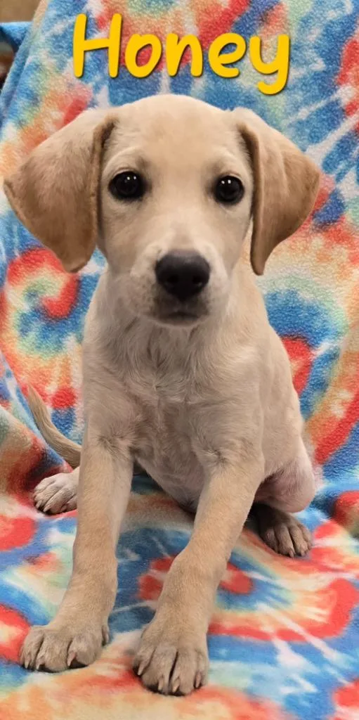 A baby medium-sized female Labrador Retriever dog named Honey for adoption in Murphysboro, IL