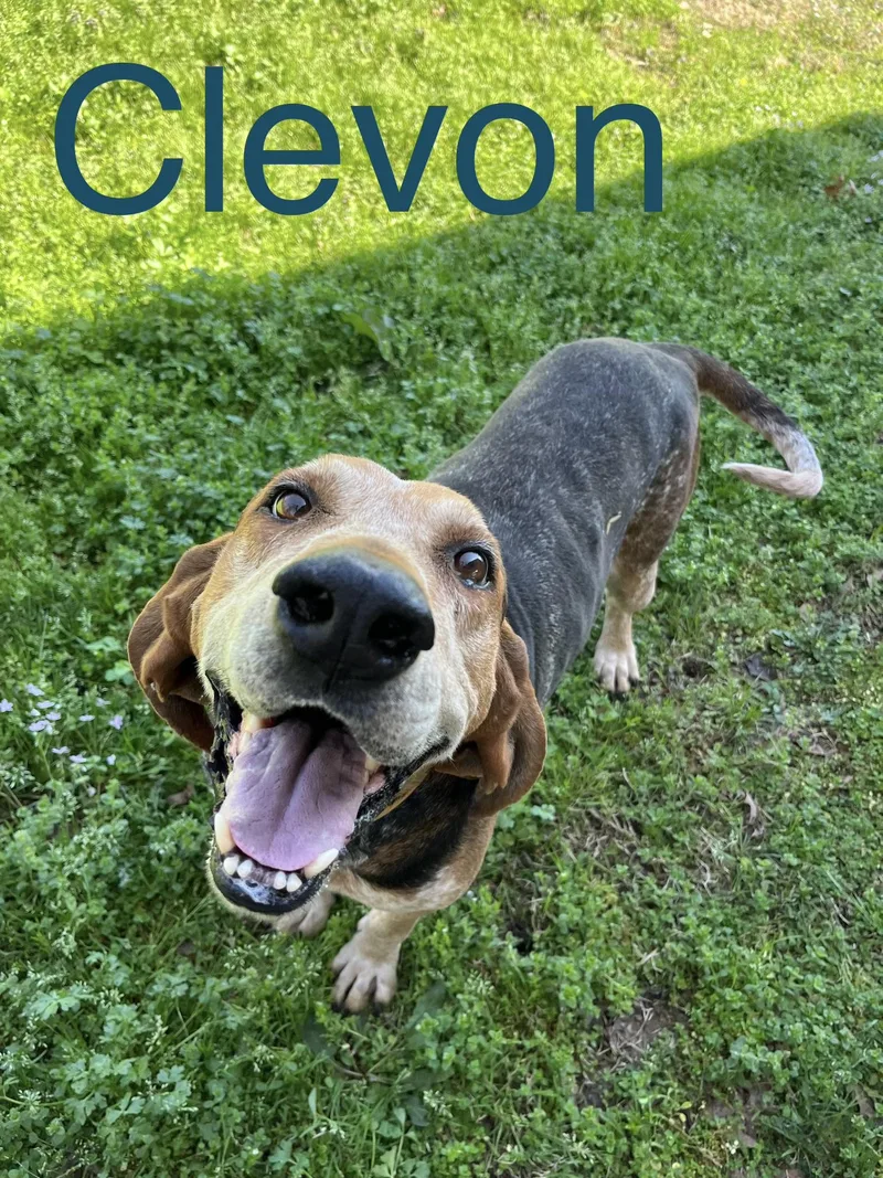 A senior large-sized male Hound dog named Clevon for adoption in Zimmerman, MN