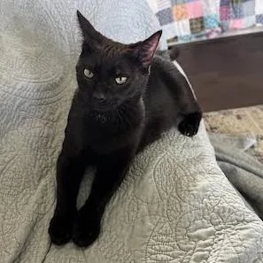 A young medium-sized female Black Domestic Short Hair cat named Genres for adoption in Charlottesville, VA