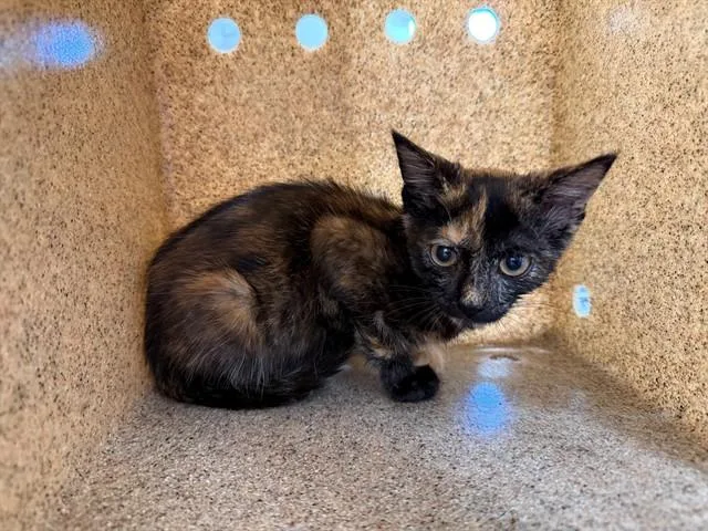 A baby small-sized female Domestic Short Hair cat named Miss America for adoption in Antioch, CA