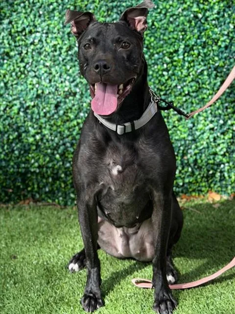 An adult medium-sized female Terrier dog named Sheeva for adoption in Naples, FL