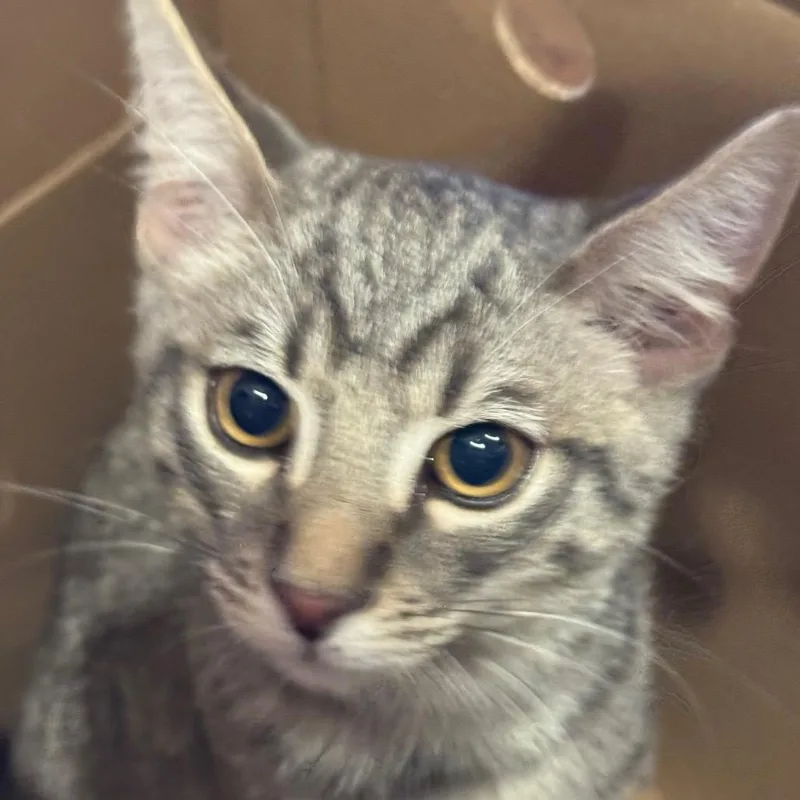 A baby medium-sized male Gray / Blue / Silver Domestic Short Hair cat named Elvis for adoption in Santa Barbara, CA