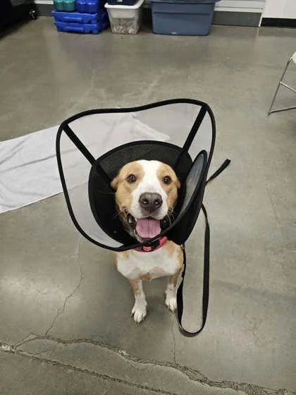 An adult medium-sized female Labrador Retriever dog named Monkey for adoption in Voorhees, NJ