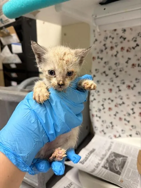 A baby small-sized male Domestic Short Hair cat named Creamsicle for adoption in Riverside, CA