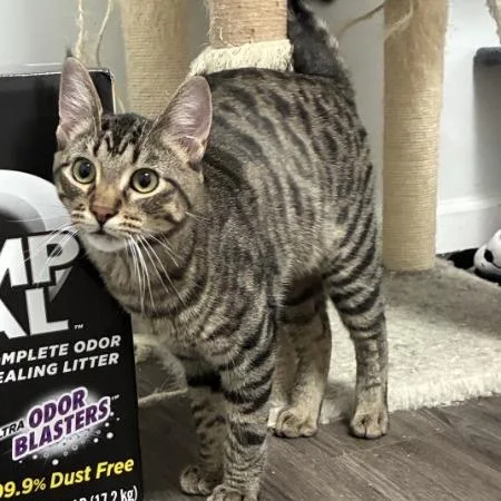A baby small-sized male Brown / Chocolate Domestic Short Hair cat named Tuna Fish for adoption in Greenwood, MO