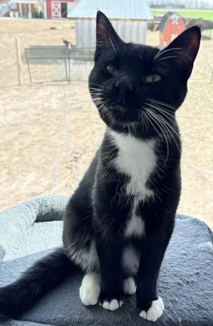 A young small-sized male Domestic Short Hair cat named Ike for adoption in Shawano, WI