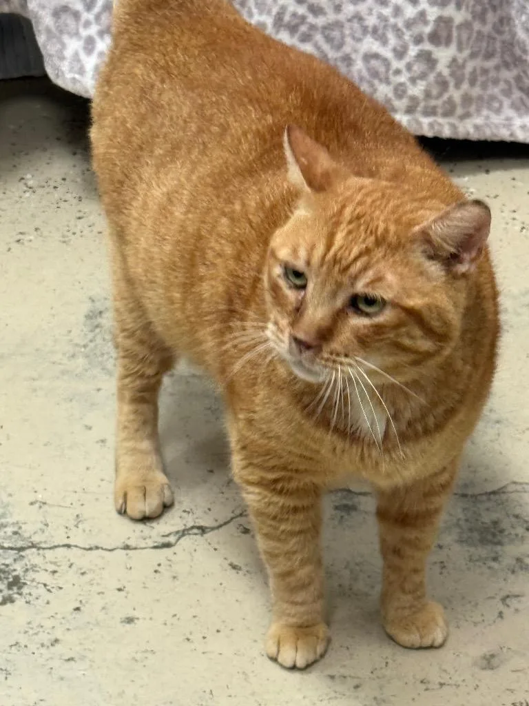 An adult medium-sized male Domestic Short Hair cat named Skipper for adoption in Saint Francisville, LA