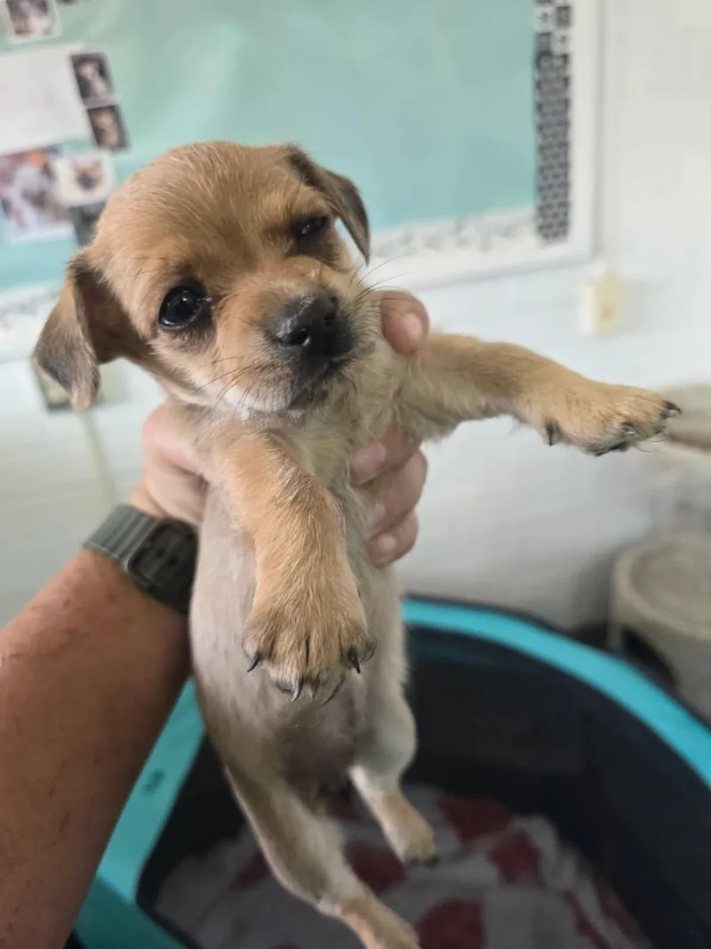 A baby small-sized female Yellow / Tan / Blond / Fawn Rat Terrier dog named Dottie for adoption in Globe, AZ