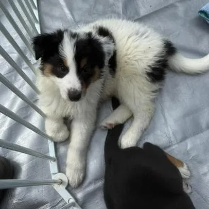 A baby small-sized female White / Cream Australian Cattle Dog / Blue Heeler dog named Parsley for adoption in Fredericksburg, VA