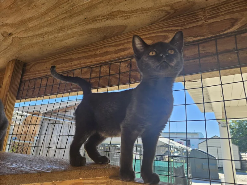 A young medium-sized male Domestic Short Hair cat named Coal for adoption in Orangeburg, SC