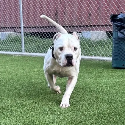 An adult medium-sized male White / Cream Terrier dog named Otis for adoption in Houston, TX