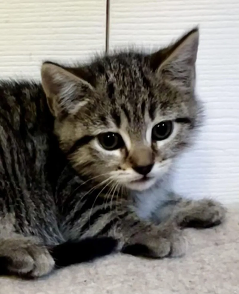 A baby large-sized female Tabby cat named Penny for adoption in Ringwood, NJ