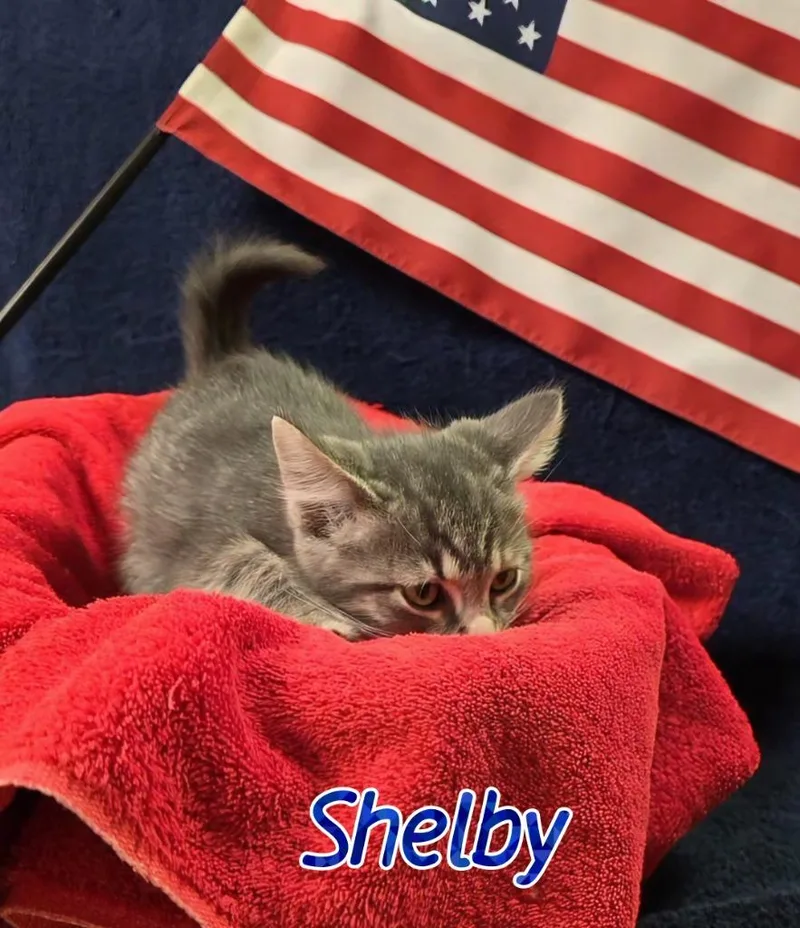 A baby small-sized male Domestic Short Hair cat named Shelby for adoption in Port Clinton, OH