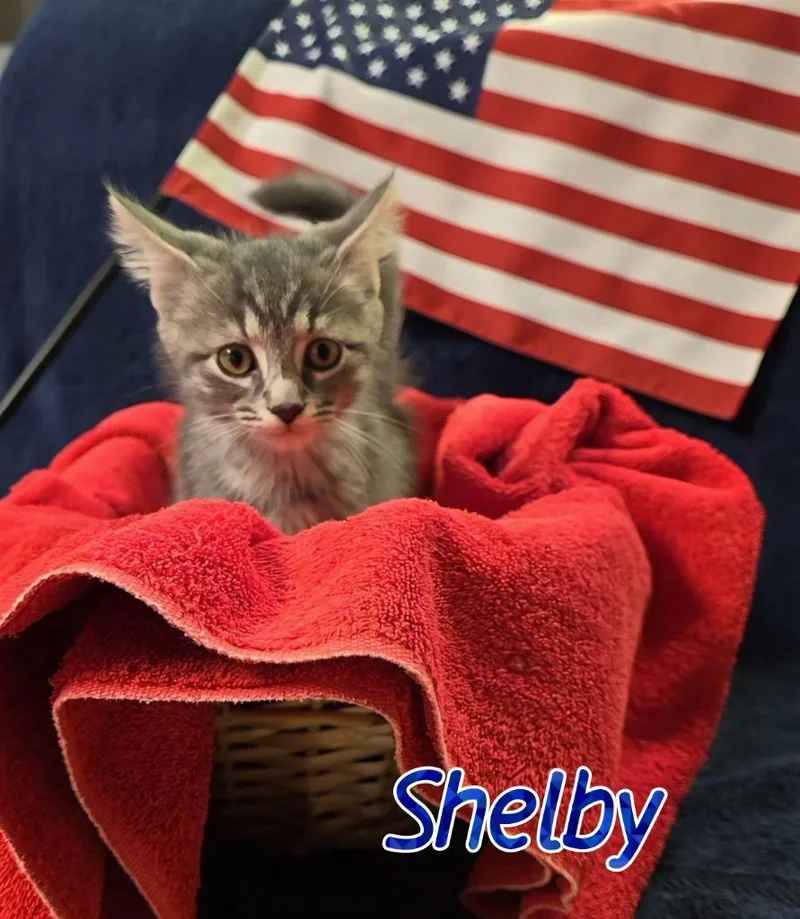 Shelby thumbnail 2