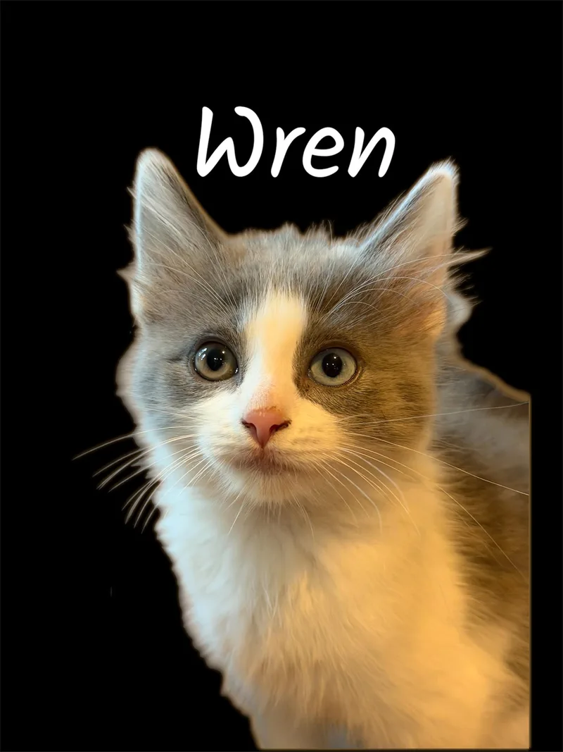 A baby small-sized female Gray & White Domestic Long Hair cat named Wren for adoption in Auburn, CA