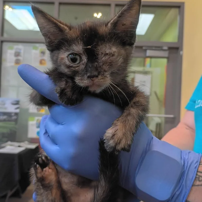 A baby small-sized female Tortoiseshell Domestic Short Hair cat named Heliconia for adoption in Lynchburg, VA