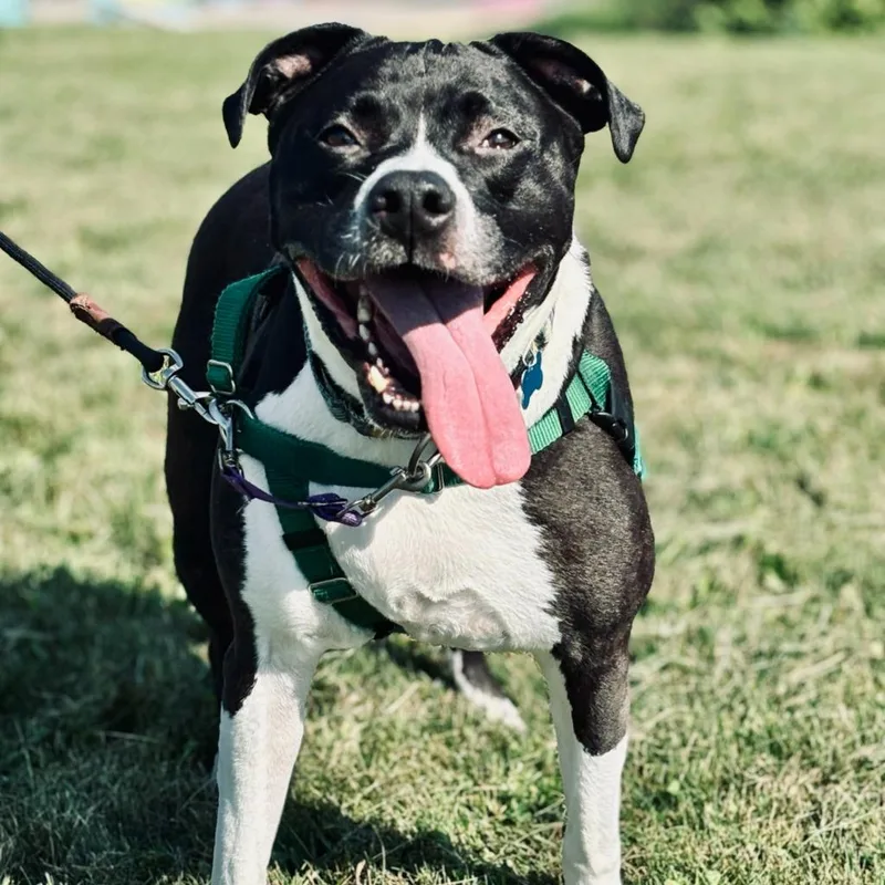 An adult medium-sized male Mixed Breed dog named Zero for adoption in State College, PA