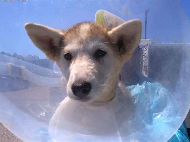 A baby small-sized female Siberian Husky dog named Merryweather for adoption in Chula Vista, CA