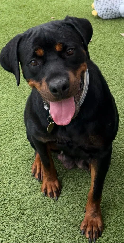A young large-sized female Rottweiler dog named Yani for adoption in Detroit, MI