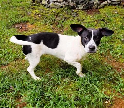 An adult small-sized female Terrier dog named Laurel for adoption in Dahlonega, GA