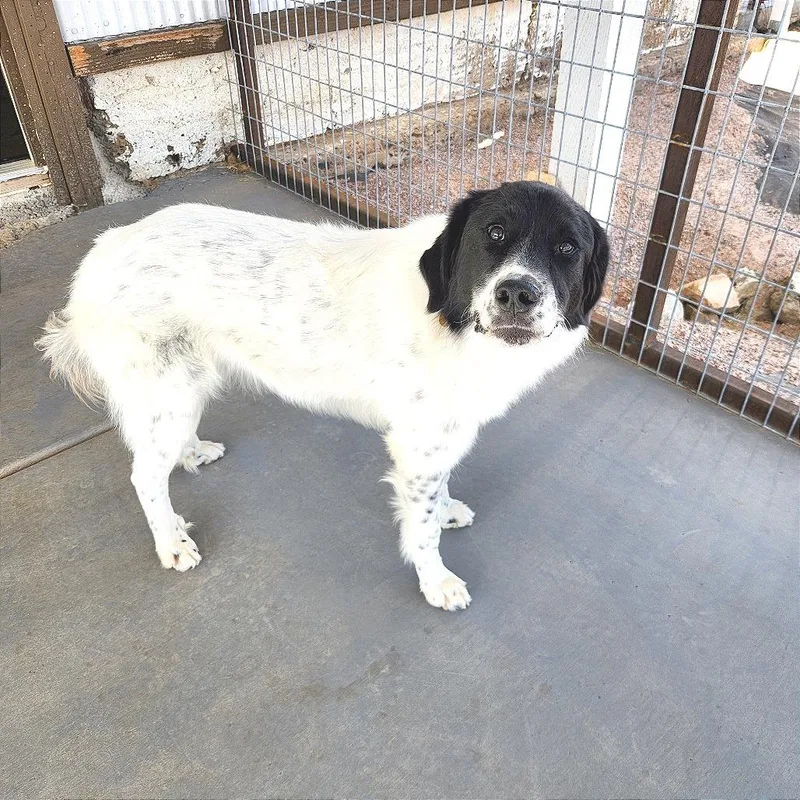 A young medium-sized female White / Cream Mixed Breed dog named Josie for adoption in Prescott, AZ