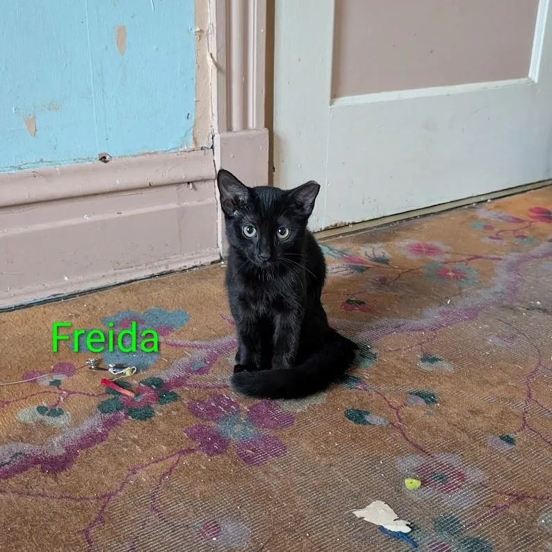 A baby small-sized female Black Domestic Short Hair cat named Freida for adoption in CHICAGO, IL