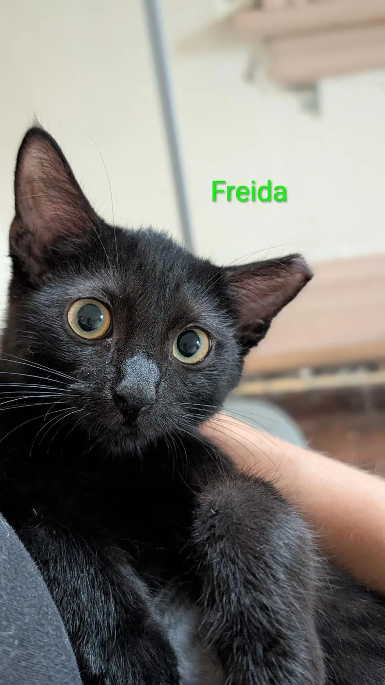 Freida thumbnail 2