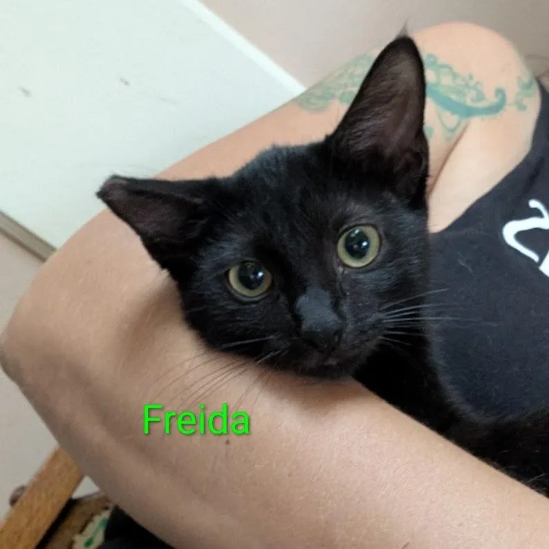 Freida thumbnail 3