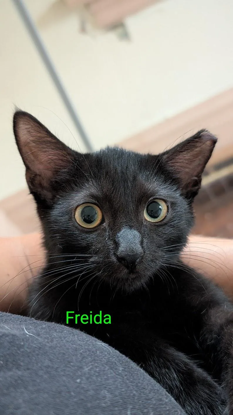 Freida thumbnail 4