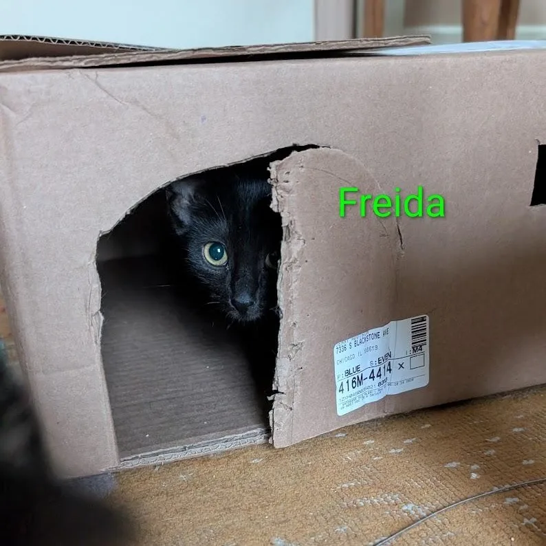 Freida thumbnail 6