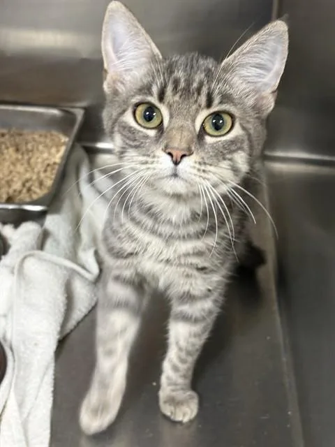 A young medium-sized female Domestic Short Hair cat named Linora for adoption in Upper Marlboro, MD
