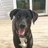 An adult small-sized male Black Labrador Retriever dog named Buddy Boi for adoption in Fairfax, VA
